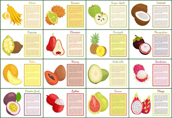 Citron y Bael Papaya Melón Carteles Set Vector — Archivo Imágenes Vectoriales