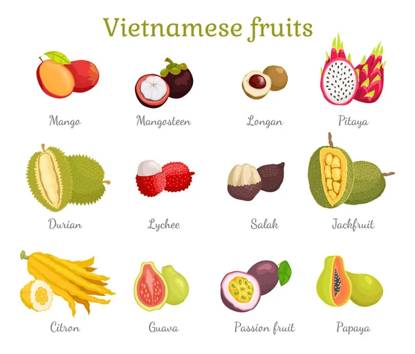 Vietnamesischen tropischen Früchten Set Vektor Illustration — Stockvektor