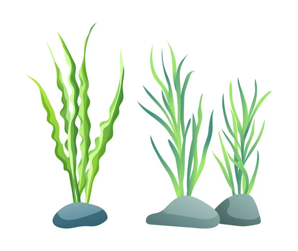 Akvaryum sketch vektör çizim için deniz yosunu — Stok Vektör