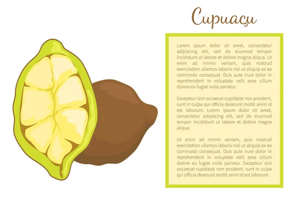 Cupuacu Exótico Cupuassu Cupuazu y Copoasu Poster — Vector de stock