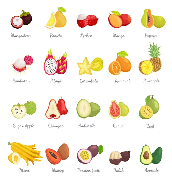 Mangosteen en Papaya Avocado instellen Vector — Stockvector