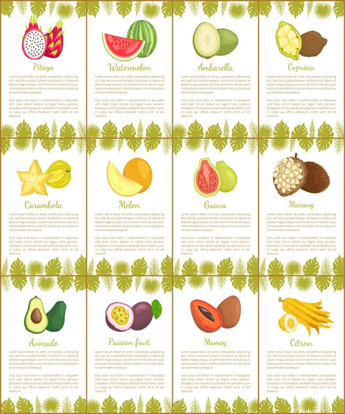 Pitaya y sandía Marang Citron Posters Vector — Vector de stock