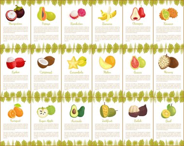 Pomelo ve Longan posterler vektör çizim