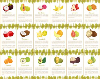 Pomelo and Longan Posters Vector Illustration clipart