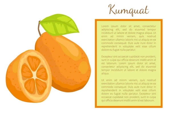 Kumquat Esotico Succosa Frutta Intera Tagliata Cornice Poster Vettoriale Testo — Vettoriale Stock