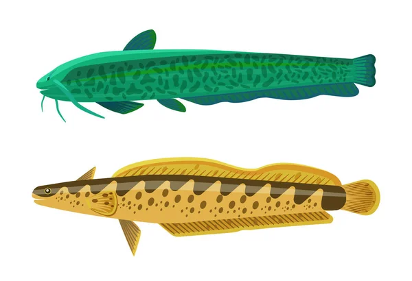 Truta arco-íris e ilustração em vetor Catfish Wels —  Vetores de Stock