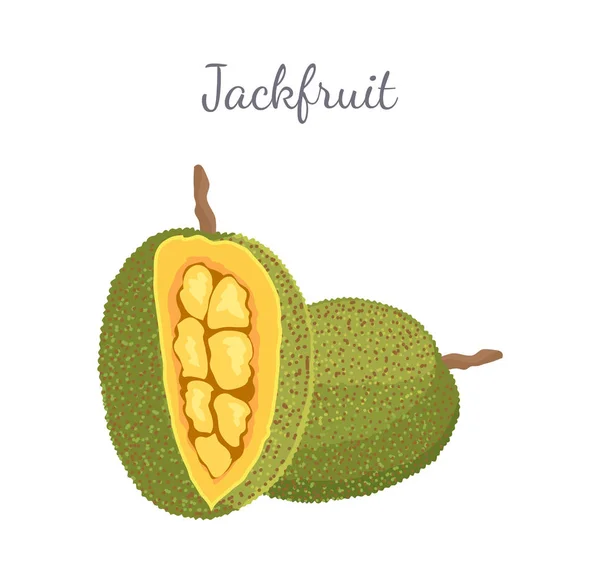 Jackfruit Exotic Juicy Stone Fruit Vector terisolasi - Stok Vektor