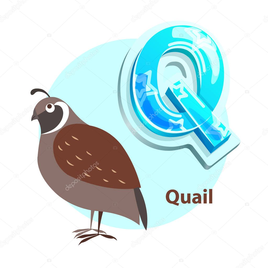 Q Letter with Quail Bird for Alphabet Learning