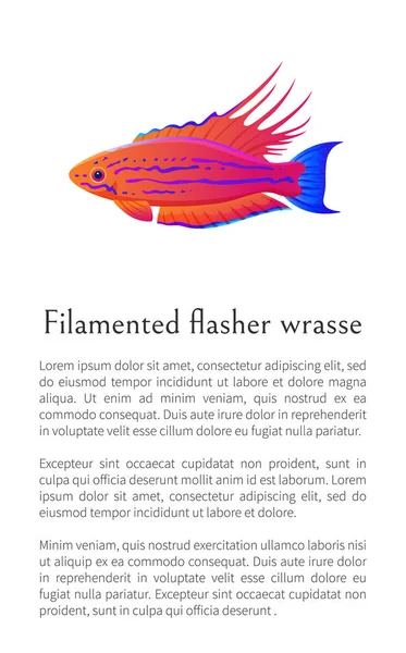 Filamented Flasher Wrasse Fish on White Background — Stock Vector