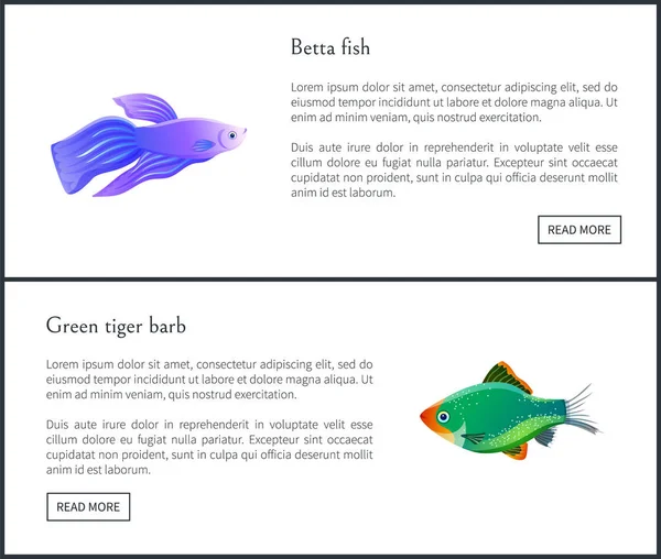 Betta の魚緑虎バーブ ベクトル図 — ストックベクタ