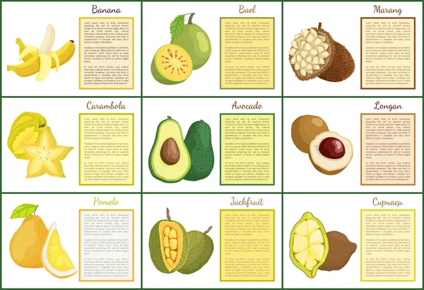 Banana and Bael and Avocado Posters Set Vector — Stock Vector