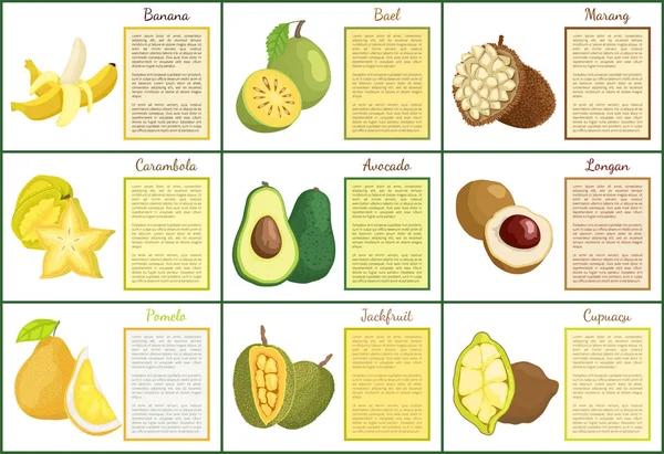 Poster Banana dan Bael dan Avocado Set Vektor - Stok Vektor