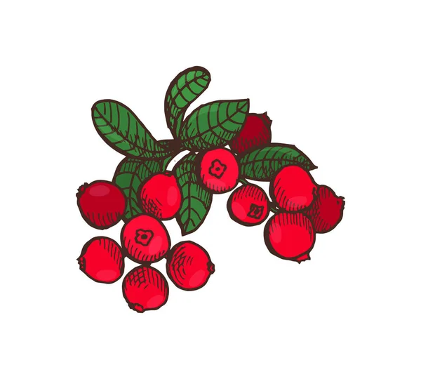 Tranbär livsmedel läckra bär bladen vektor — Stock vektor