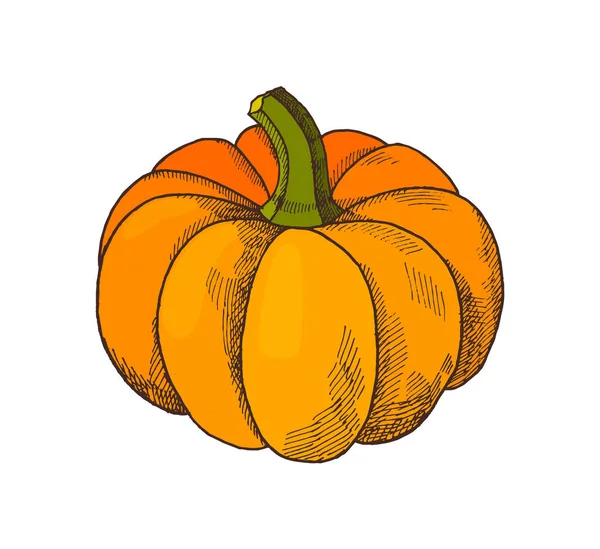 Pumpkin Autumn Harvesting Season Isolated Vector — Stock Vector