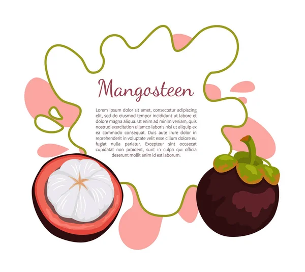 Mor Mangosteen egzotik sulu meyve vektör Poster — Stok Vektör