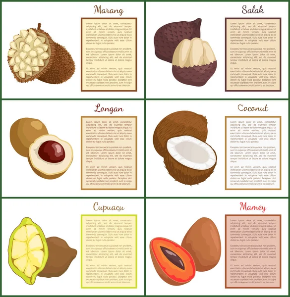 Περιγραφή και αφίσες φρούτα καρύδα Longan σύνολο διάνυσμα — Διανυσματικό Αρχείο