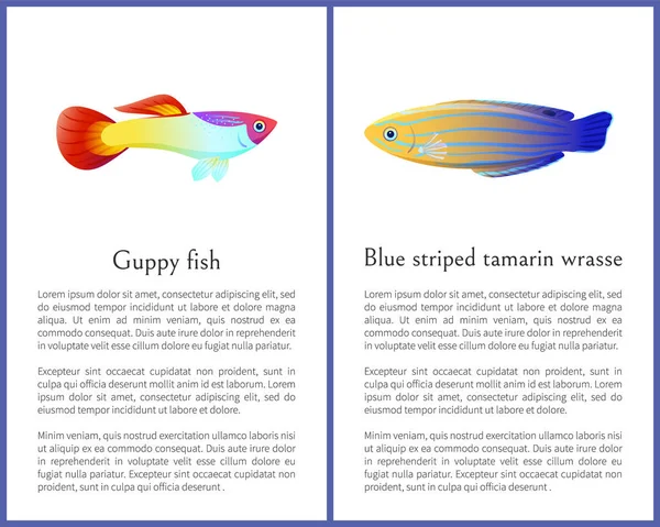 グッピー魚と青いストライプ タマリン ベラ アイコン — ストックベクタ