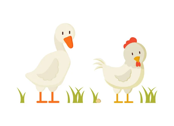Goose and Chicken Pair of White Domestic Birds — Stock Vector