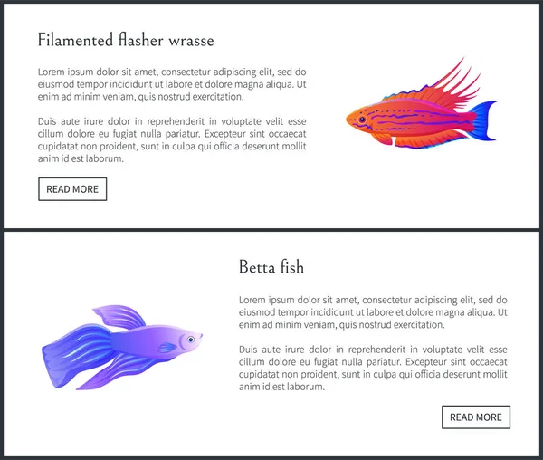 Betta fish und flasher set vektorillustration — Stockvektor