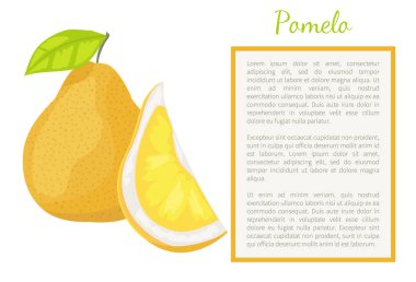 Pomelo egzotik meyve vektör tropikal gıda Poster