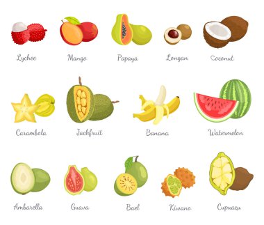 Lychee ve Mango Hindistan cevizi Muz meyve vektör ayarla