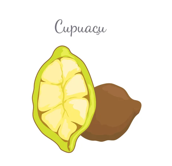 Cupuacu Exótico Cupuassu, Cupuazu y Copoasu — Archivo Imágenes Vectoriales