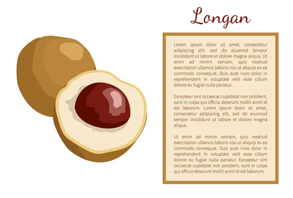 Longan Exotic Juicy Fruit Plant Плакат рамка Текст — стоковый вектор