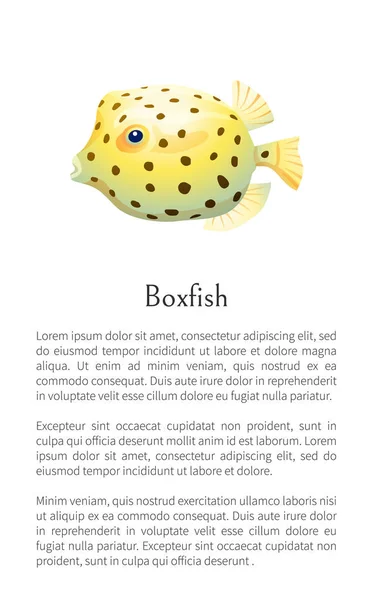 Buchsfisch Tier Poster Set Vektor Illustration — Stockvektor