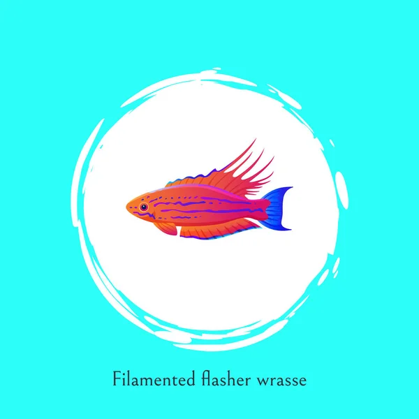 Filamentierte Flasher Lippfisch Ozean Fisch Poster Vektor — Stockvektor