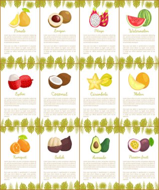 Pomelo ve Kamkat, marang ve avokado, tropikal meyve dilim. Kavun ve carambola, lychee ve Hindistan cevizi, karpuz ve rambutan posterler vektör ayarla
