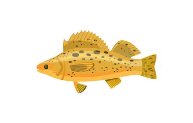 Beyaz izole levrek veya ruff akvaryum balık