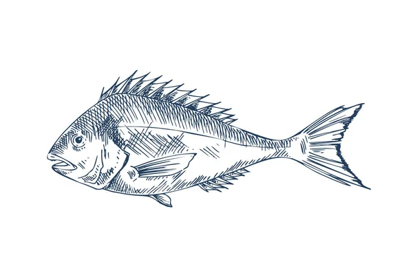 Common Perch Popular Edible Fish Specie Poster — Stock Vector