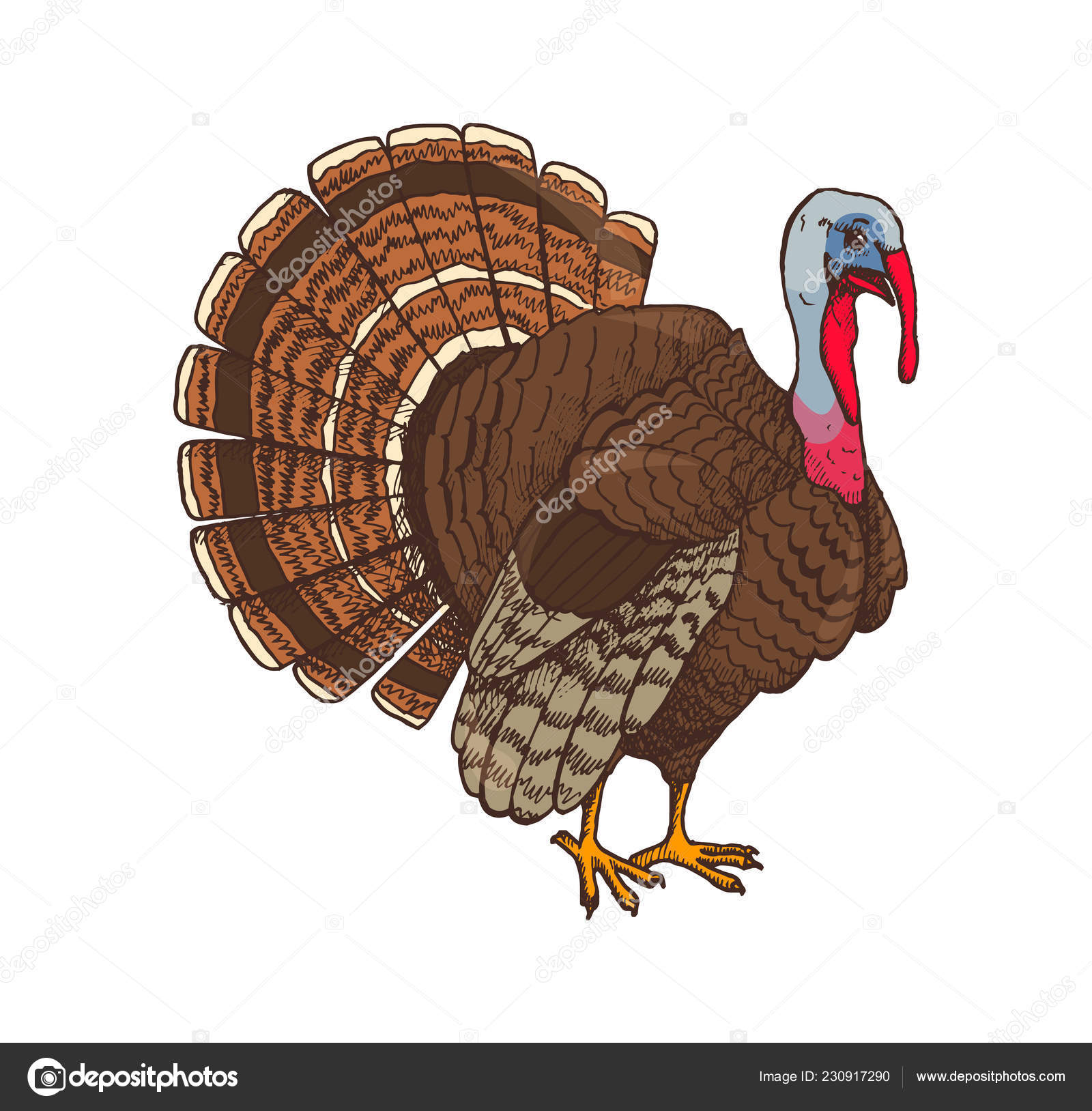 Guide ultime des illustrations de Thanksgiving pour les designers et les  artisans, image size:1600x1628