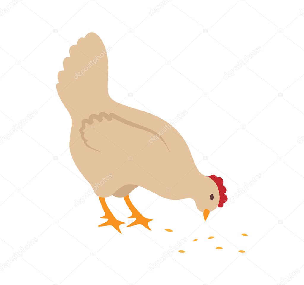 Hen Chicken on Farm Closeup Vector Illustration
