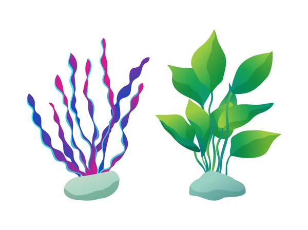 Seaweed Types Set Plants, Vector Illustration — Stock Vector