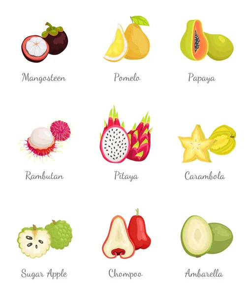 Mangosten ve Papaya Ambarella meyve vektör ayarla — Stok Vektör
