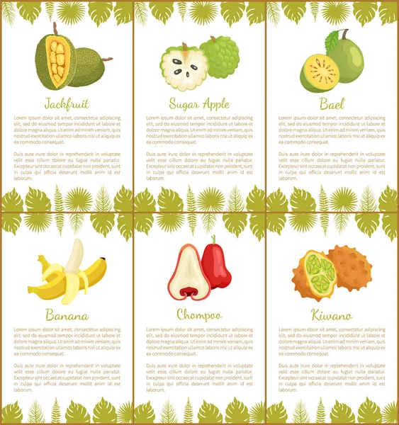 Nangka suiker Apple, Bael banaan Champoo Posters — Stockvector