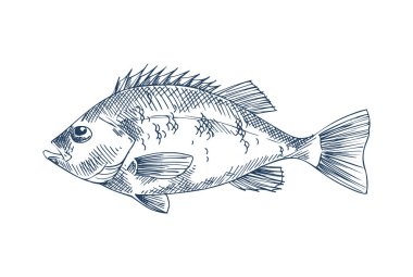 Bas deniz ürünleri vektör tek renkli çizim.