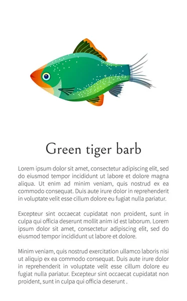 Grüne Tigerbarben Aquarienfische isoliert auf weiß — Stockvektor