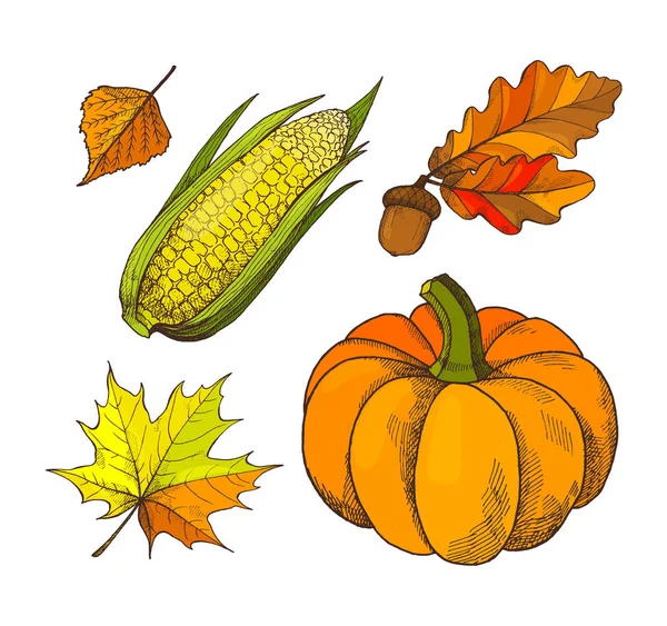 Kürbis und Eicheln Herbst isolierte Symbole Vektor — Stockvektor
