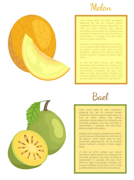 BAEL egzotyczny owoc soczysty wektor Melon całą obróbkę — Wektor stockowy