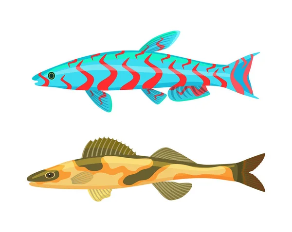 Cirrhitops Fasciatus Conjunto de peixes Ilustração vetorial —  Vetores de Stock