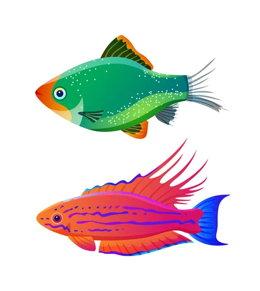 Filamentado flasher wrasse y púas tigre verde — Vector de stock