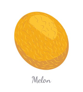 İzole kavun egzotik sulu taş meyve vektör