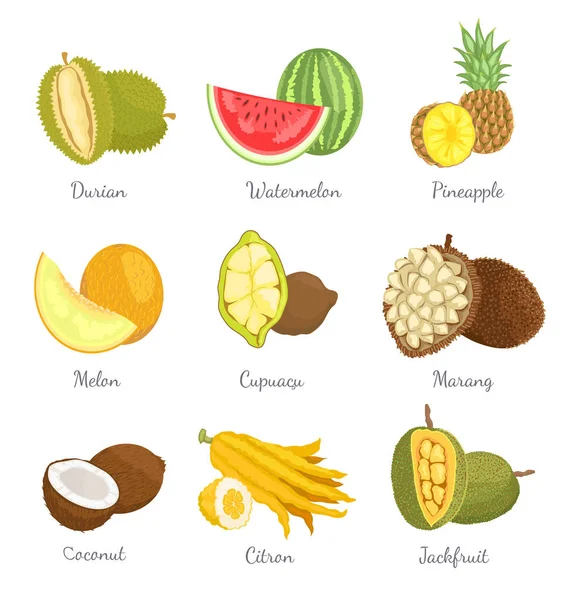 Durian ans Watermelon Ícones Ilustração vetorial —  Vetores de Stock