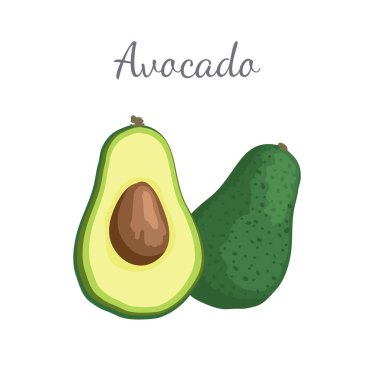 Avokado Alligator Armut egzotik sulu meyve vektör