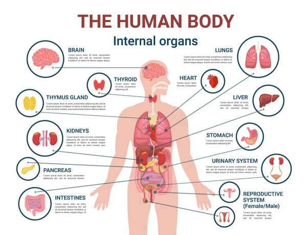 Organi interni del corpo umano e parti Poster informativo — Vettoriale Stock
