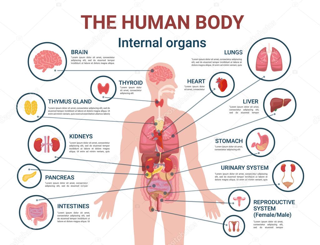 Órganos Internos Del Cuerpo Humano Y Partes Información Cartel — Vector