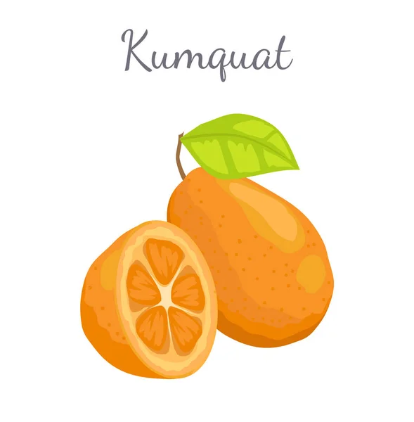 Agrumi isolati del vettore succoso esotico della frutta di Kumquat — Vettoriale Stock