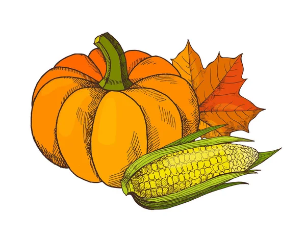 Vector de cosecha de otoño de calabaza y maíz — Archivo Imágenes Vectoriales
